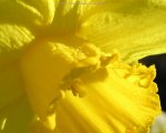 daffodil background image