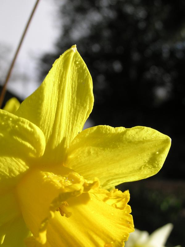 daffodil_3