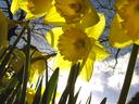 daffodil_1